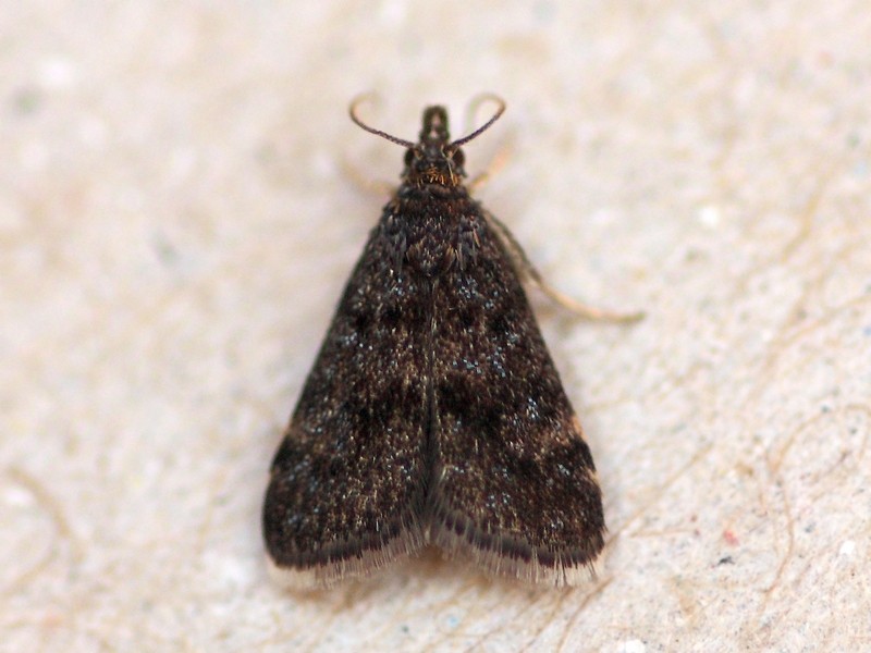 piccola farfallina nera:  Heliothela wulfeniana (Crambidae)